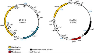 Characterization of Two Cryptic Plasmids Isolated in Haiti from Clinical Vibrio cholerae Non-O1/Non-O139
